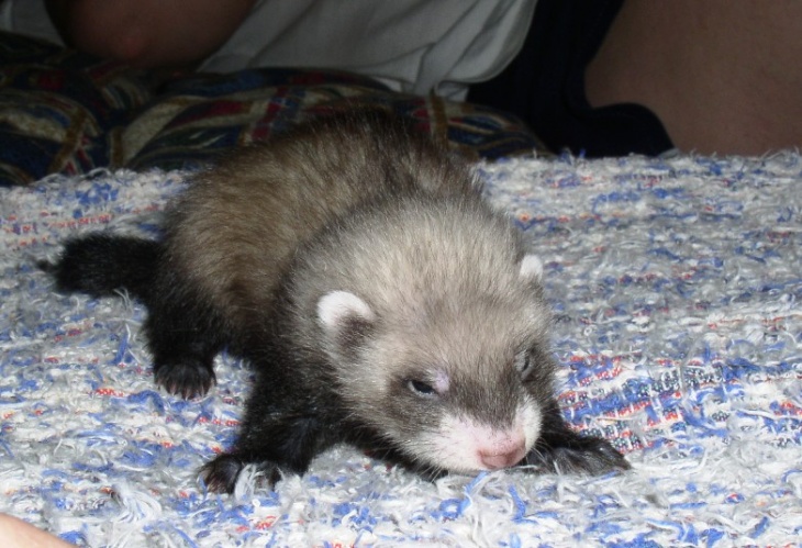 klikněte pro zobrazení původního obrázku