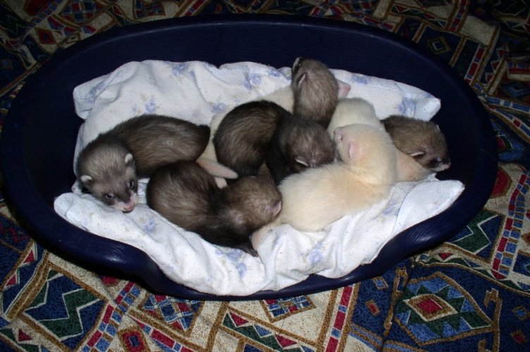 klikněte pro zobrazení původního obrázku