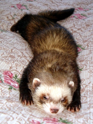 klikněte pro zobrazení původního obrázku